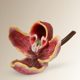 Figura orquídea
